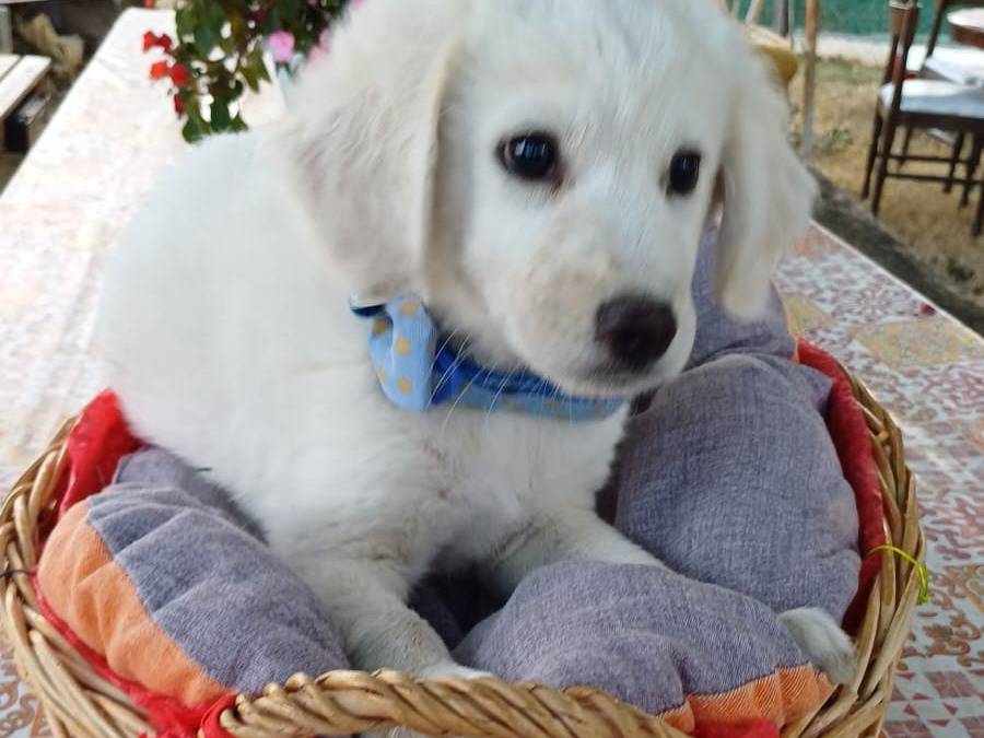 Adozione cane, maschio, Razza sconosciuta Razza sconosciuta, 3 mesi, taglia grande, Salerno