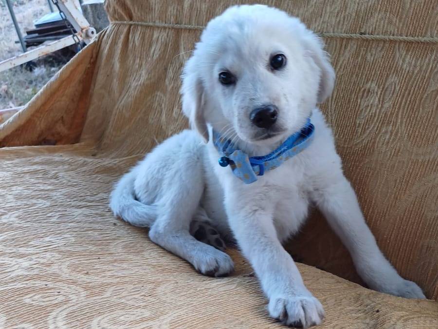 Adotta un cane, taglia grande, maschio, Salerno