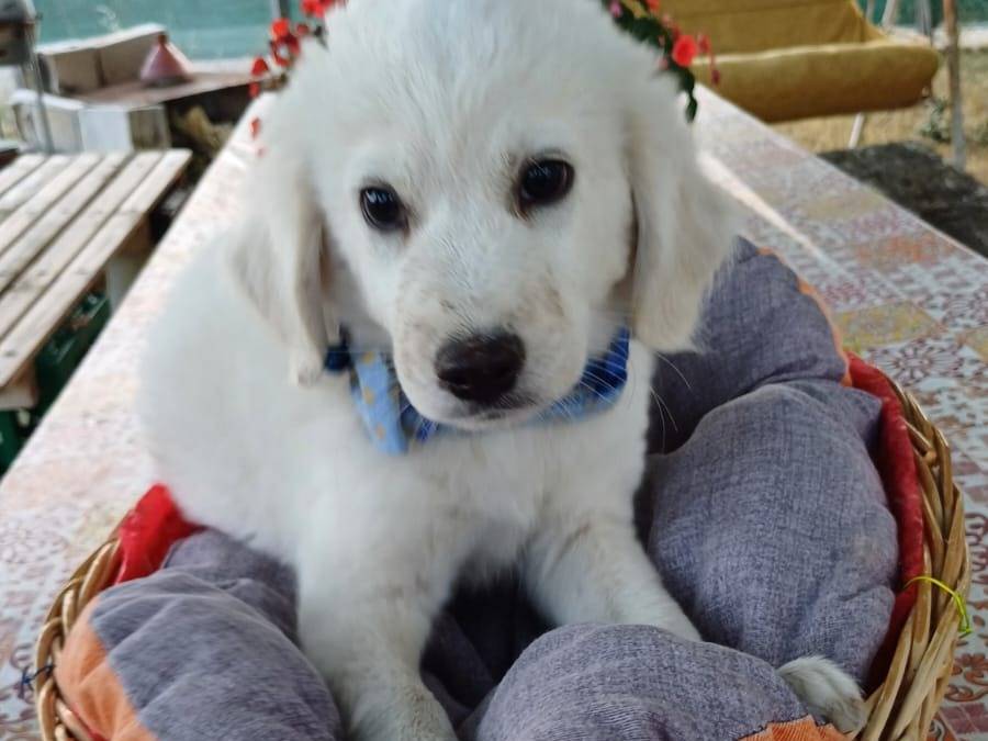 Vuoi adottare un cane a Salerno?