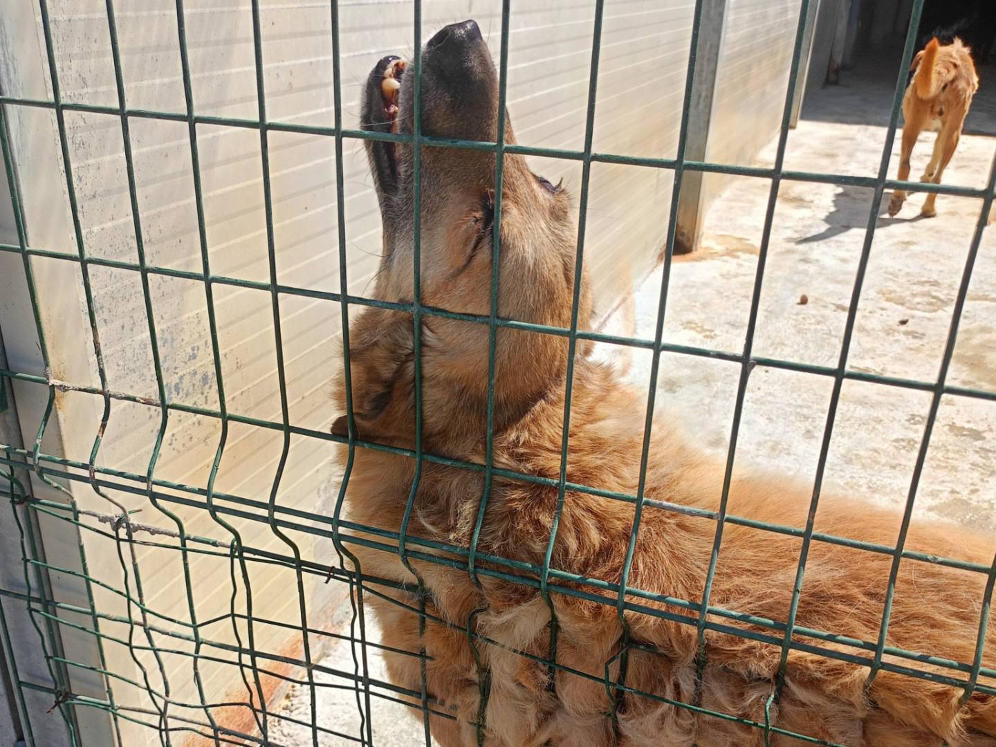 Foto 1 dell'animale