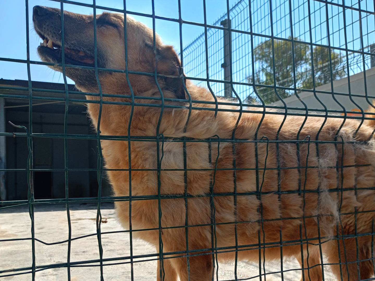 Foto 2 dell'animale