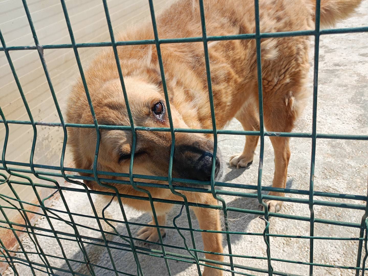 Foto 3 dell'animale