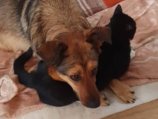 Vuoi adottare un cane a Padova?
