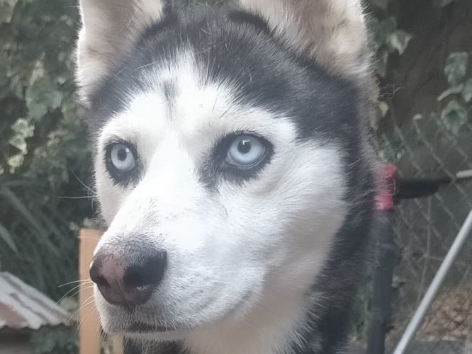 Adozione cane, femmina, Siberian Husky Razza sconosciuta, 3 anni e 1 mese, taglia media, Catania