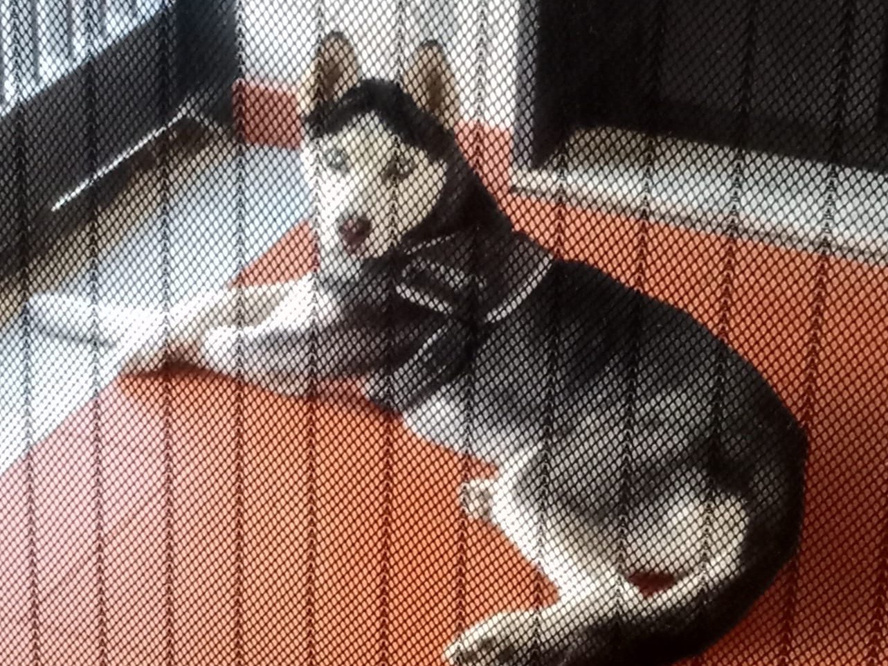 Adotta un cane, femmina, 3 anni e 1 mese, Catania