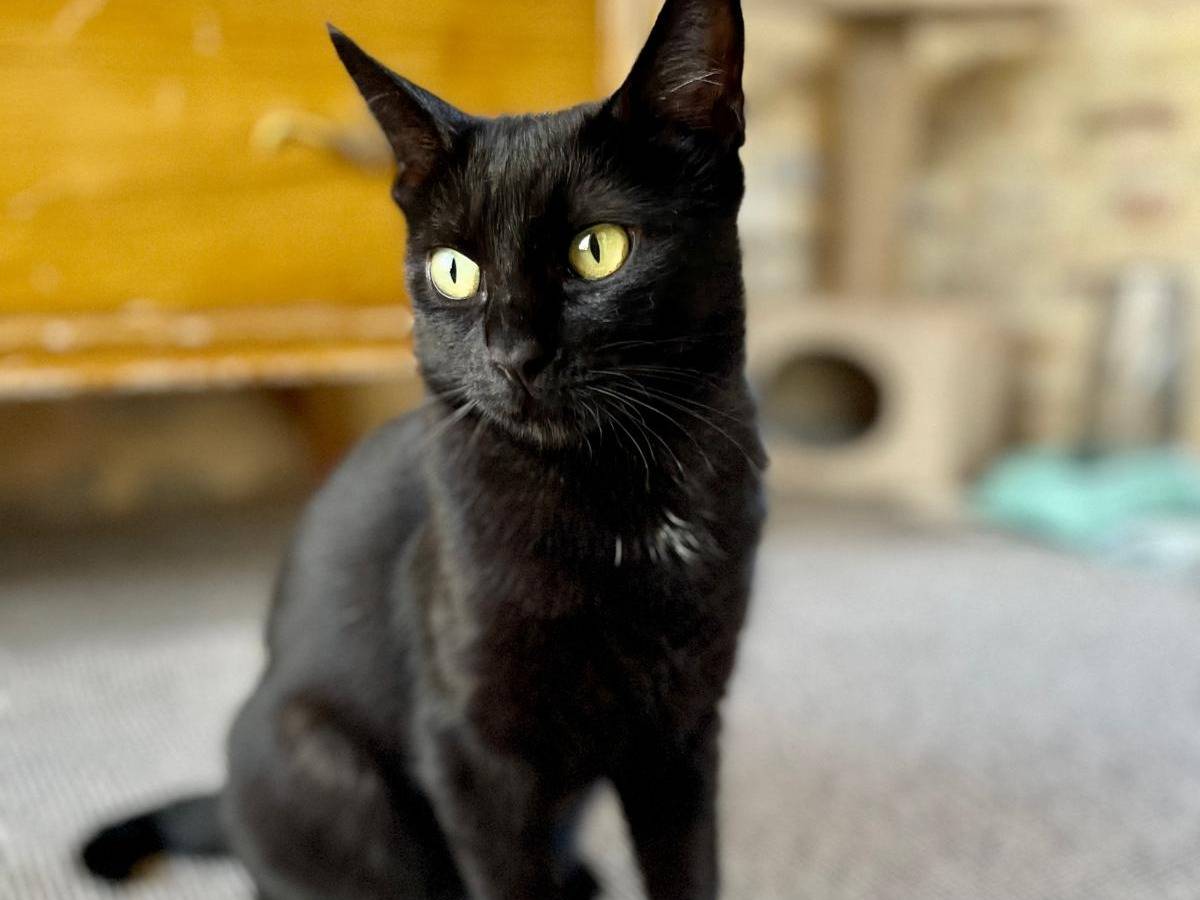 Adozione gatto, femmina, Razza sconosciuta Razza sconosciuta, 1 anno e 10 mesi, taglia non valida, Ancona