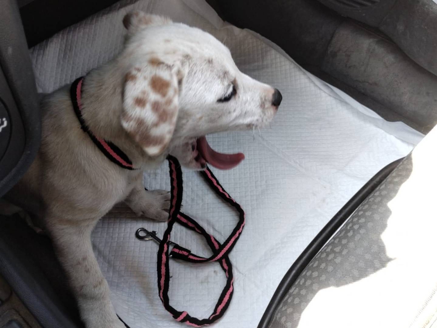 Adozione cane, femmina, Razza sconosciuta Razza sconosciuta, 2 mesi, taglia media contenuta, Napoli