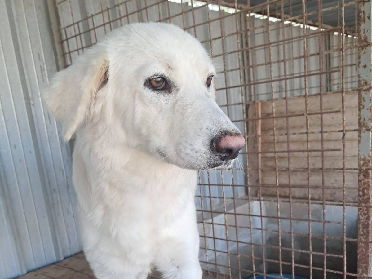 Adotta un cane, femmina, 1 anno e 1 mese, Treviso