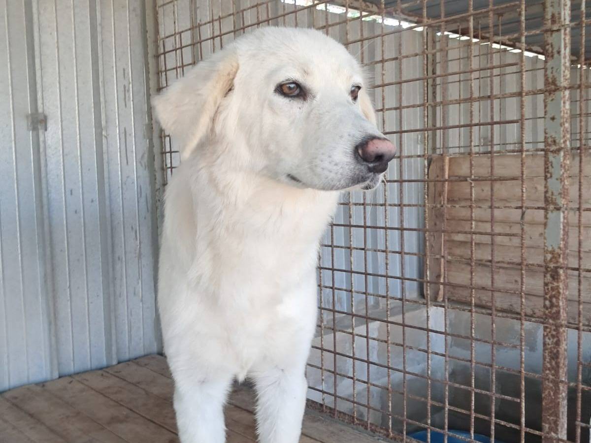 Adotta un cane, taglia media, femmina, Treviso