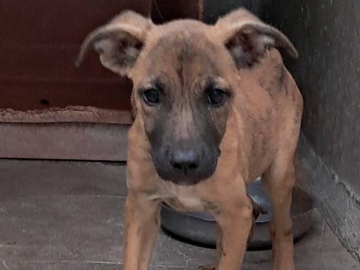 Adozione cane, maschio, Razza sconosciuta Razza sconosciuta, 2 mesi, taglia media contenuta, Venezia