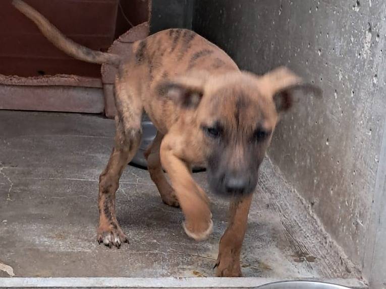 Adotta un cane, maschio, 2 mesi, Venezia