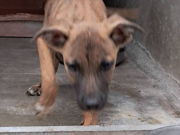 Adotta un cane, taglia media contenuta, maschio, Venezia