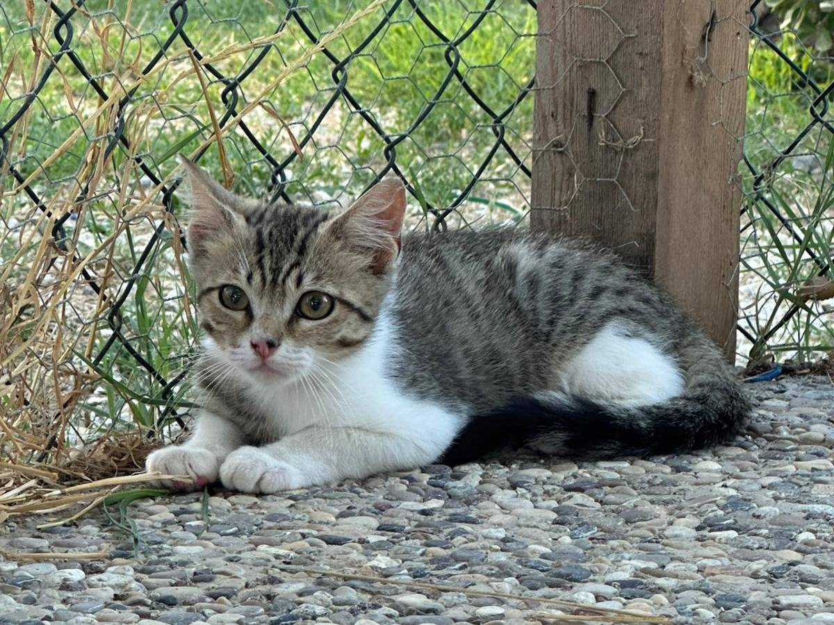 Adozione gatto, maschio, Razza sconosciuta Razza sconosciuta, 2 mesi, taglia non valida, Roma