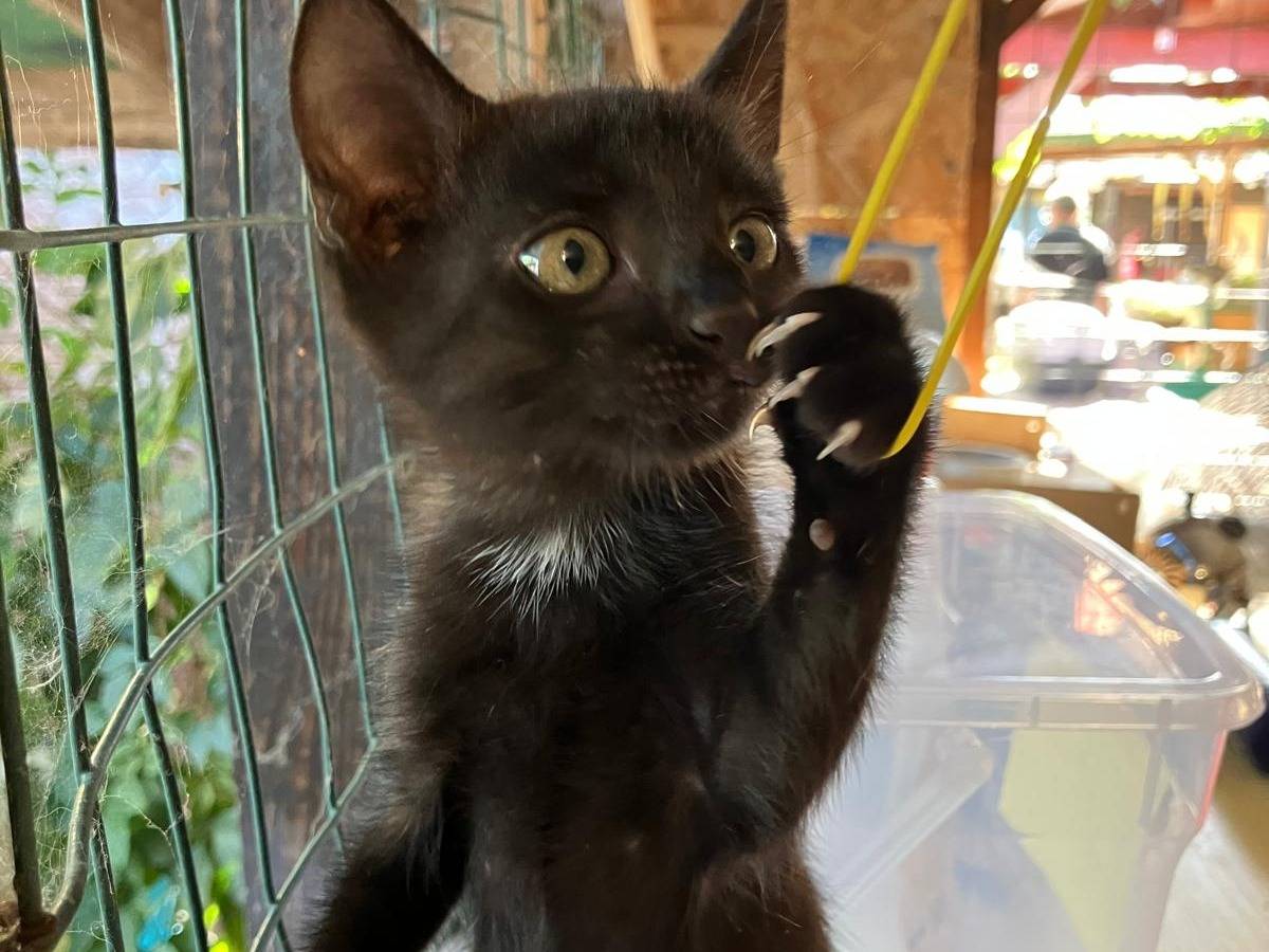 Adozione gatto, maschio, Razza sconosciuta Razza sconosciuta, 1 mesi, taglia non valida, Roma