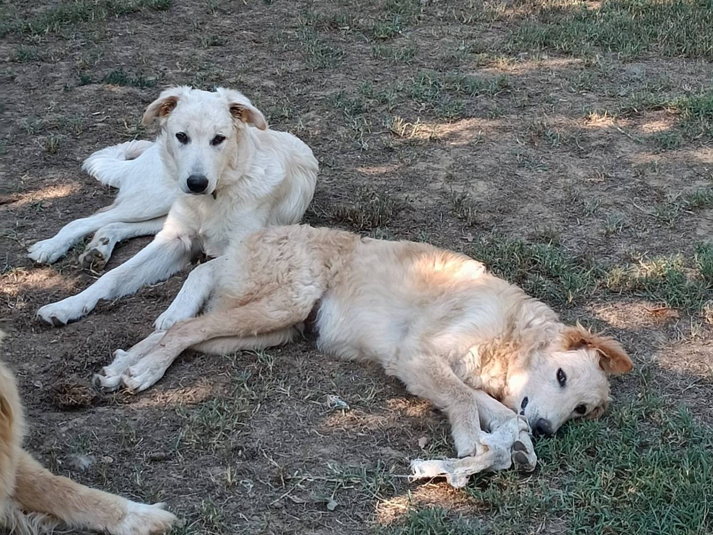 Adozione cane, maschio, Razza sconosciuta Razza sconosciuta, 6 mesi, taglia media contenuta, Arezzo