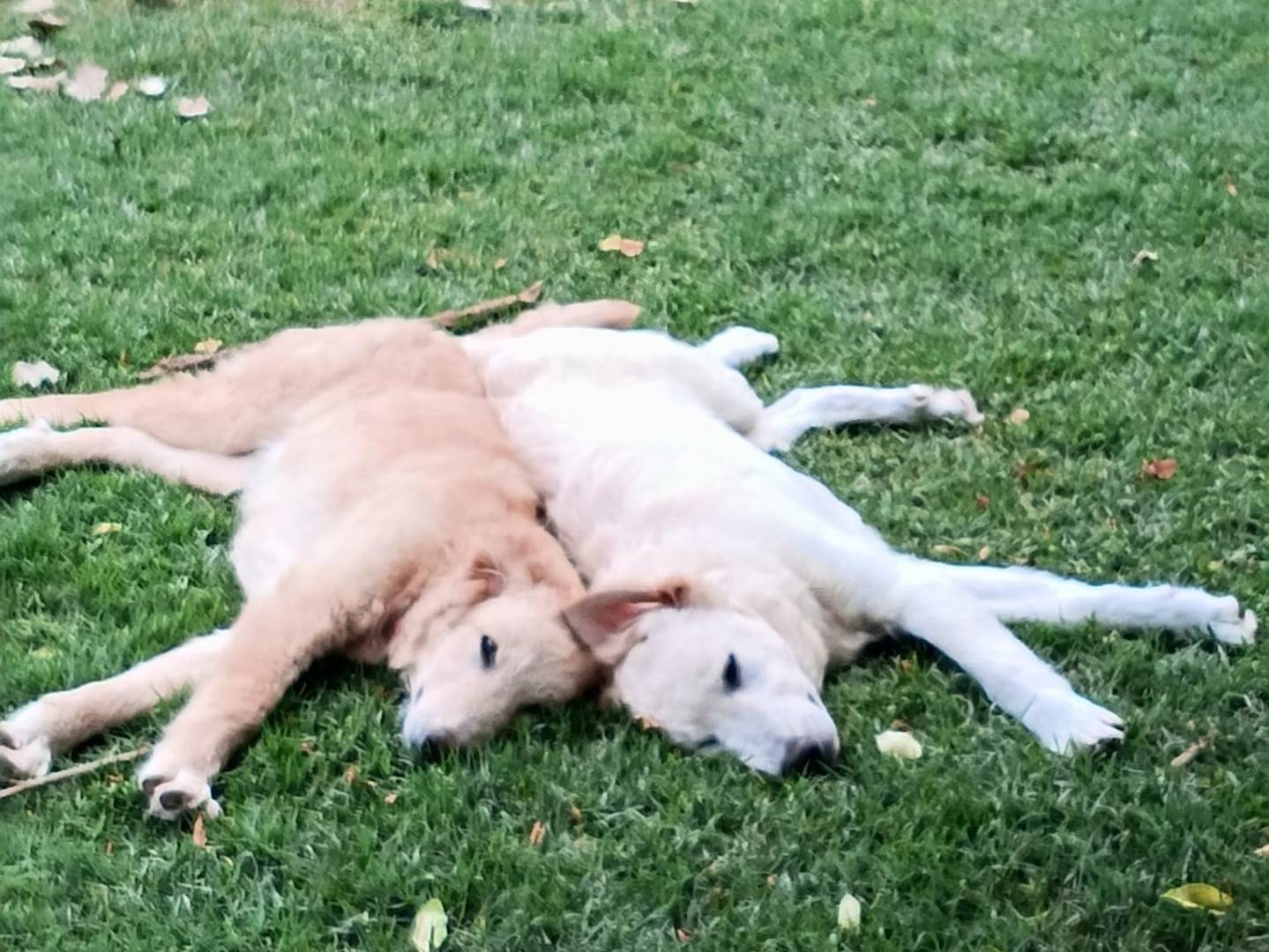 Adotta un cane, maschio, 6 mesi, Arezzo