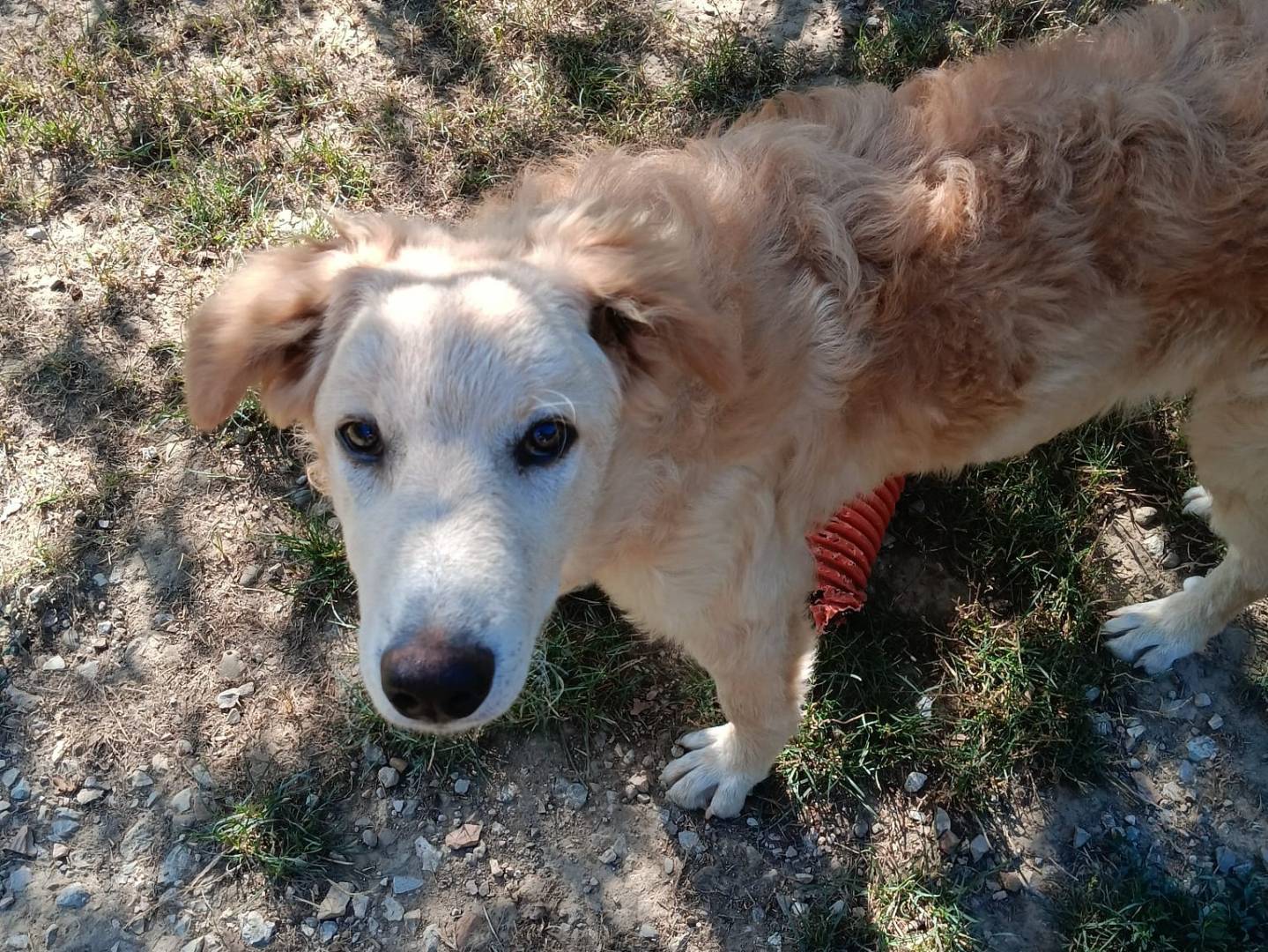 Vuoi adottare un cane a Arezzo?