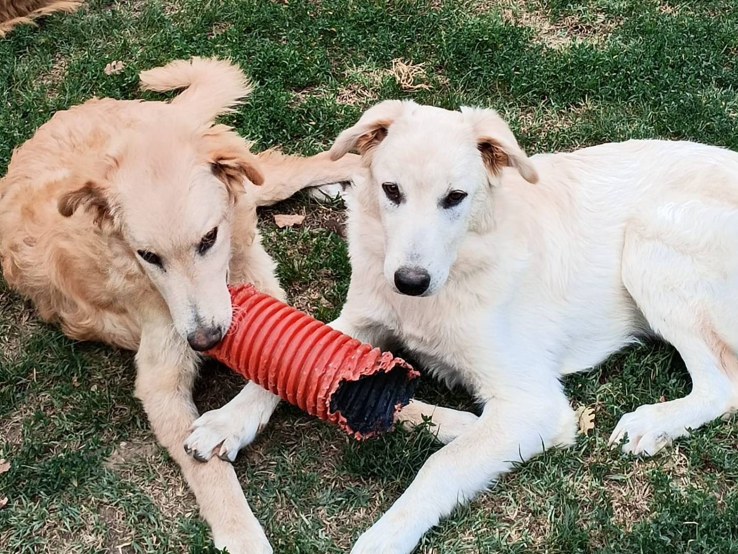 Adotta il cane Cream e Red a Arezzo