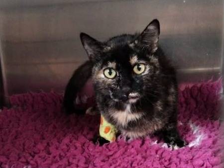 Adozione gatto, femmina, Razza sconosciuta Razza sconosciuta, 3 anni e 11 mesi, taglia non valida, Torino
