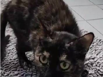 Adotta un gatto, femmina, 3 anni e 11 mesi, Torino