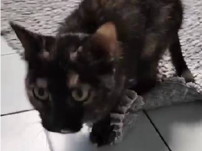 Adotta un gatto, taglia non valida, femmina, Torino