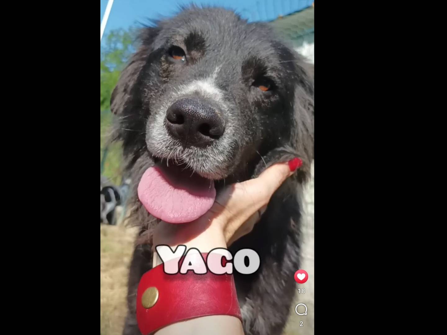 Adozione cane, maschio, Border Collie Pastore maremmano, 2 anni e 3 mesi, taglia media, Chieti