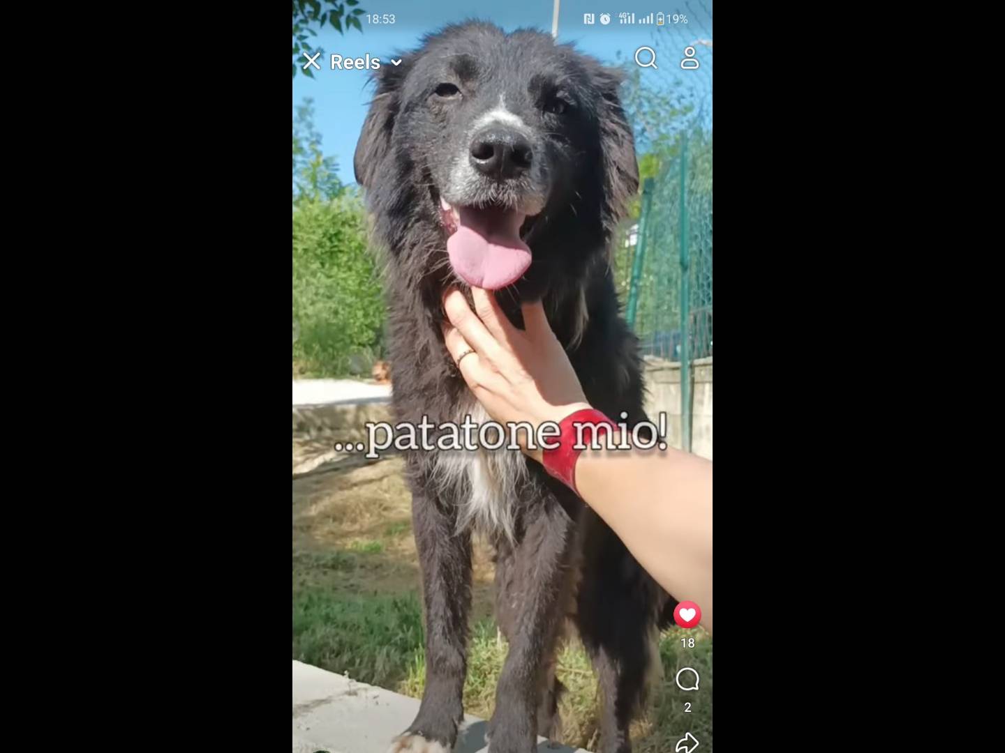 Adotta un cane, maschio, 2 anni e 3 mesi, Chieti