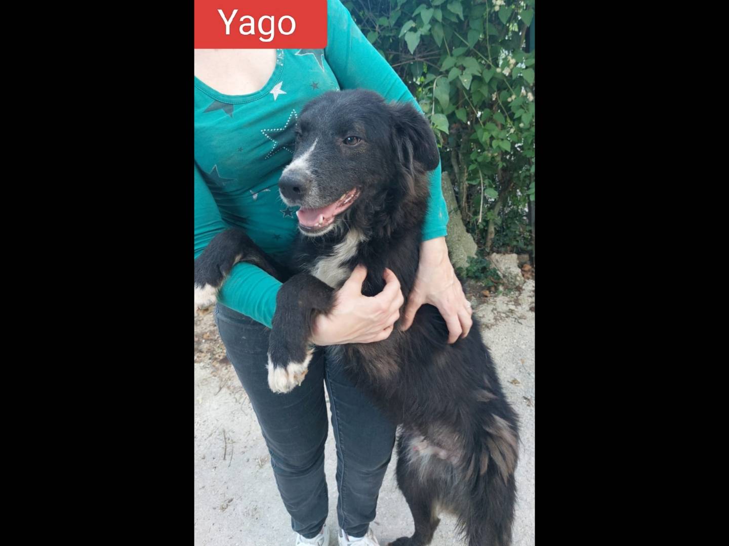 Adotta un cane, taglia media, maschio, Chieti