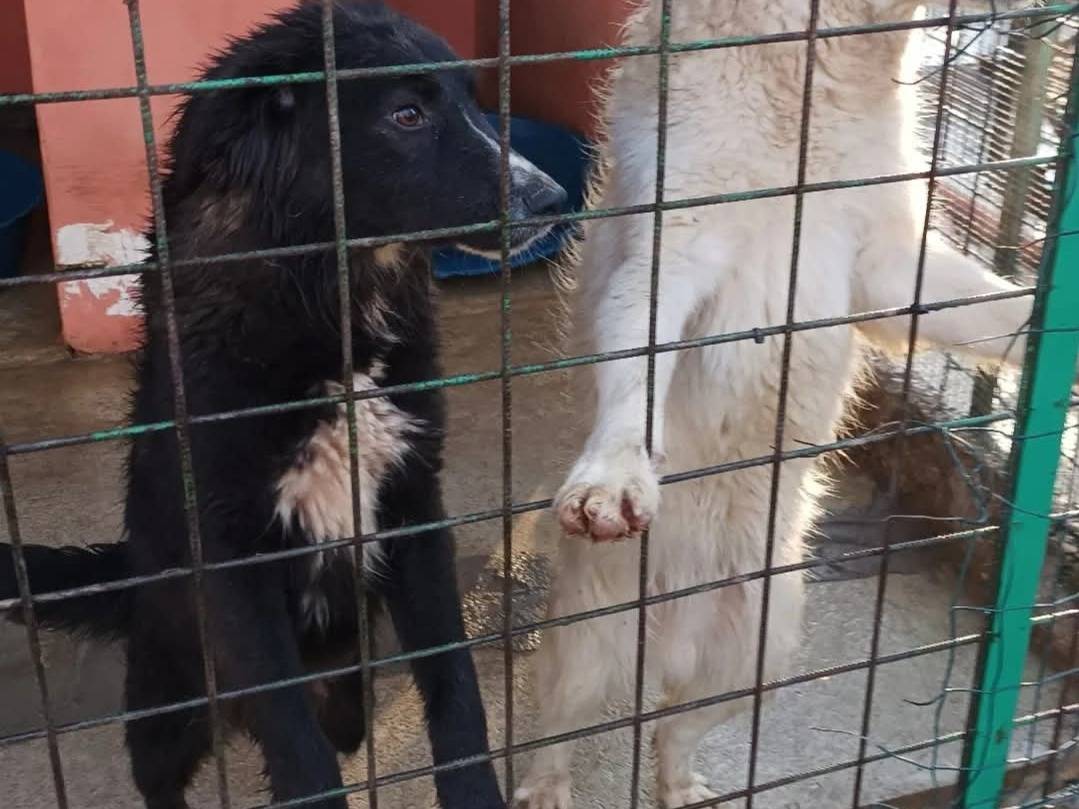 Vuoi adottare un cane a Chieti?