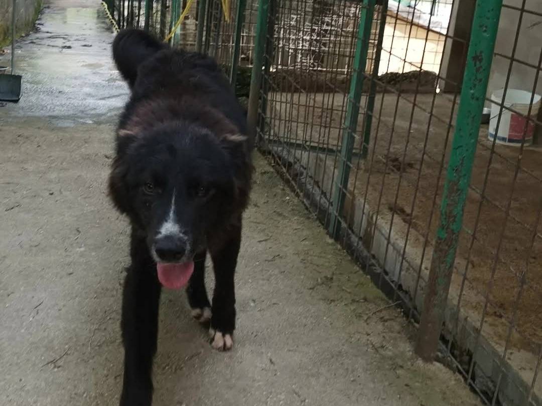 Adotta il cane Yago a Chieti