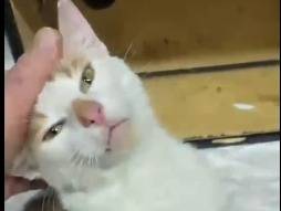 Adotta un gatto, maschio, 1 anno e 11 mesi, Torino