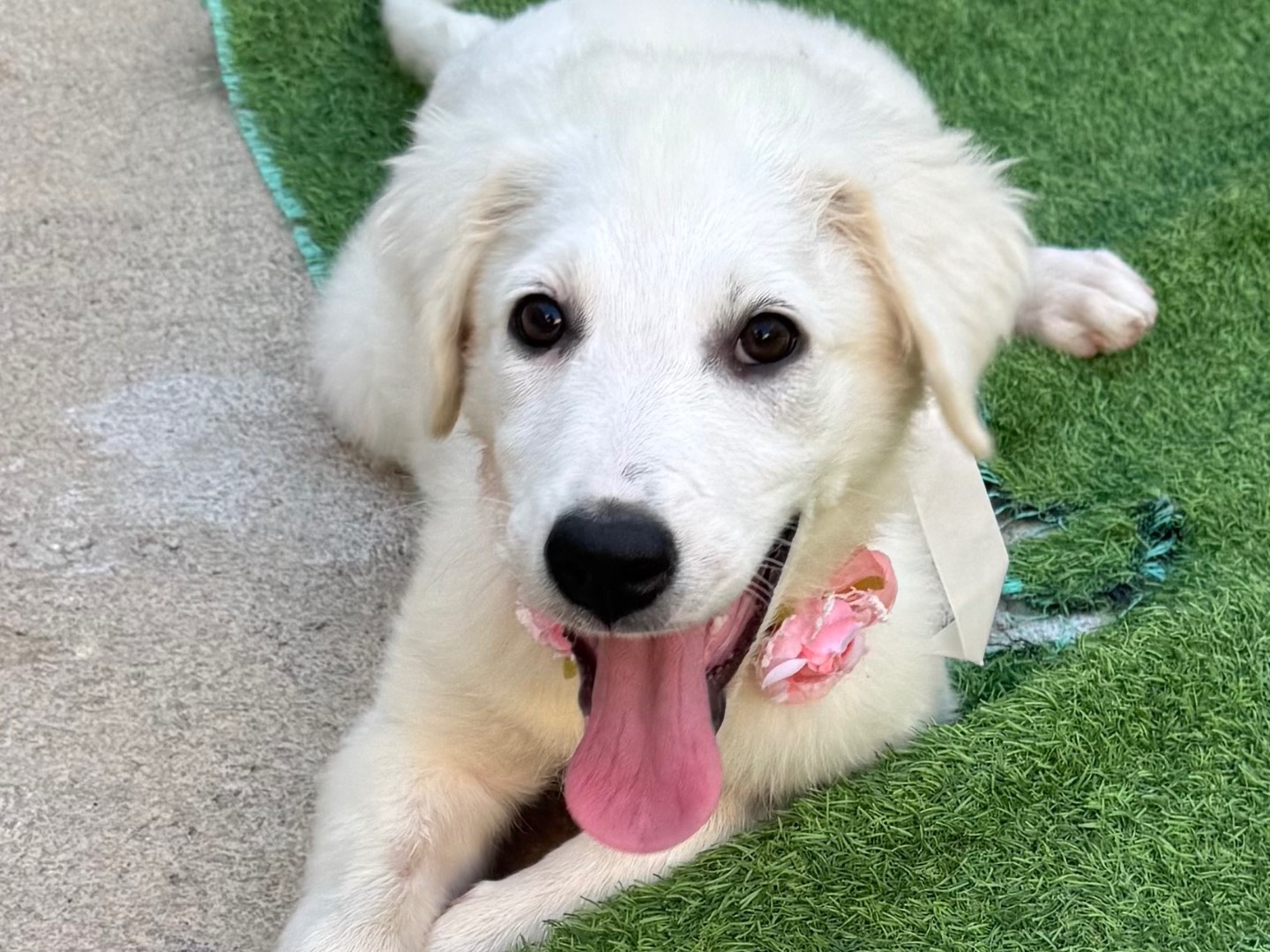 Adotta il cane Isabella a Caserta