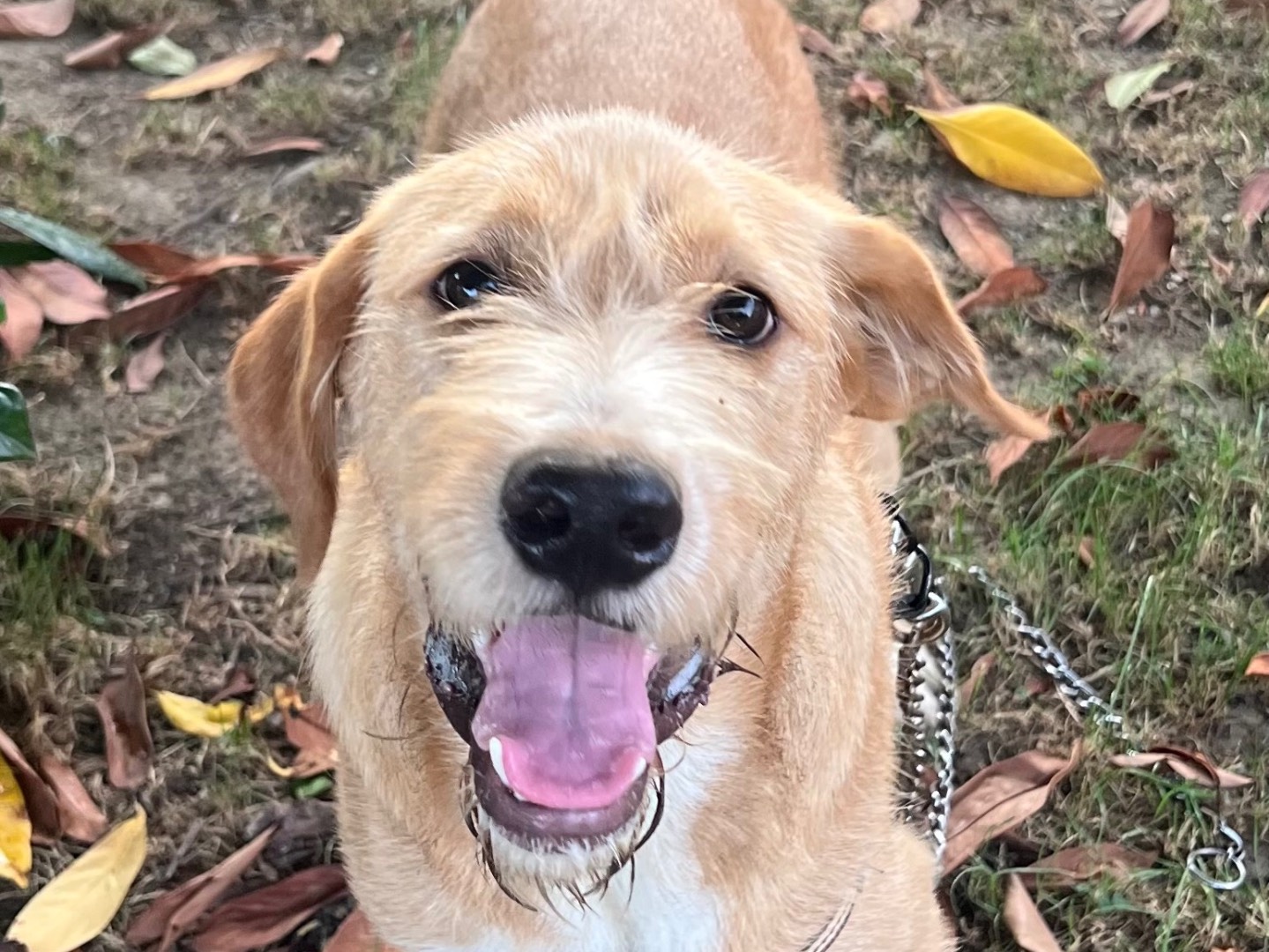 Adotta un cane, maschio, 7 mesi, Caserta