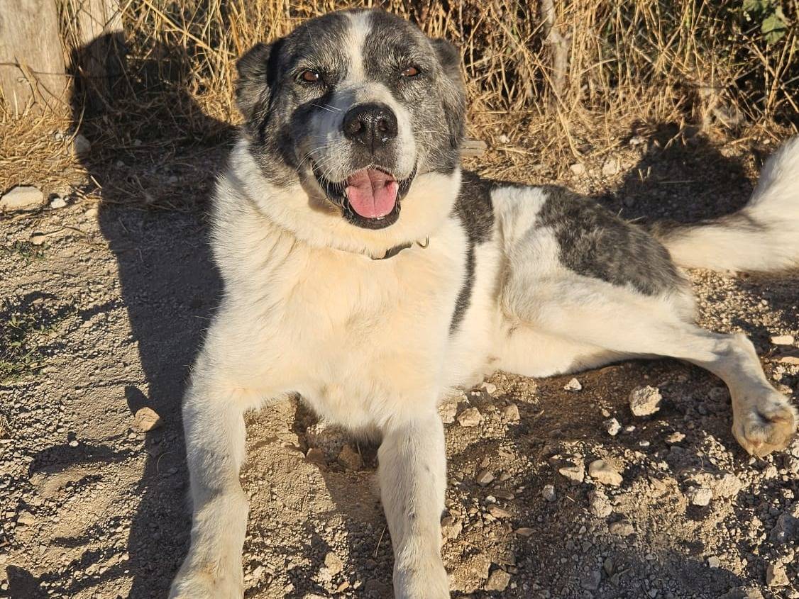 Adotta un cane, femmina, 7 anni e 3 mesi, Laquila