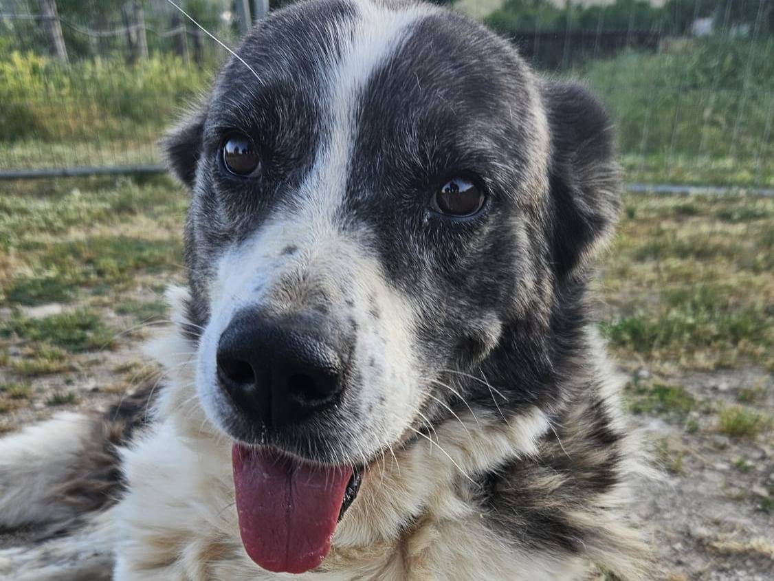 Adotta un cane, taglia grande, femmina, Laquila