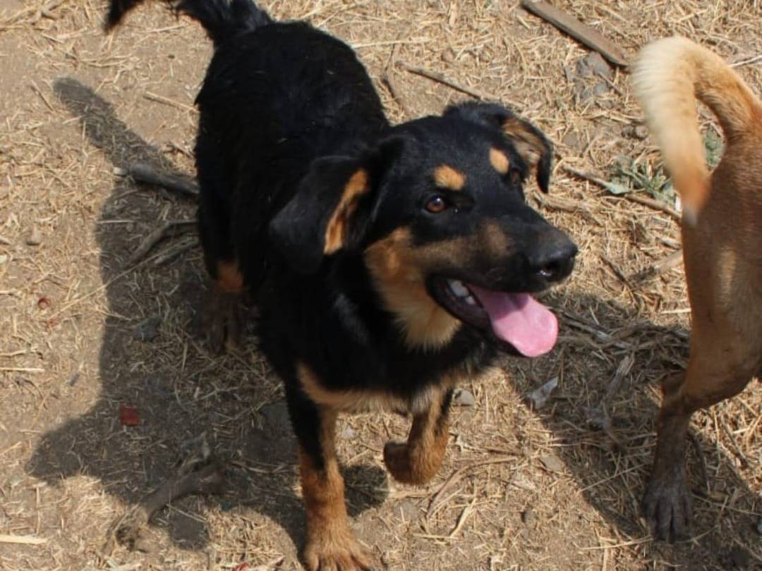 Adozione cane, femmina, Razza sconosciuta Razza sconosciuta, 7 mesi, taglia media, Crotone