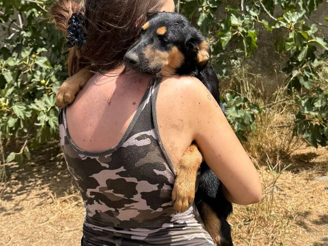 Adotta un cane, femmina, 7 mesi, Crotone