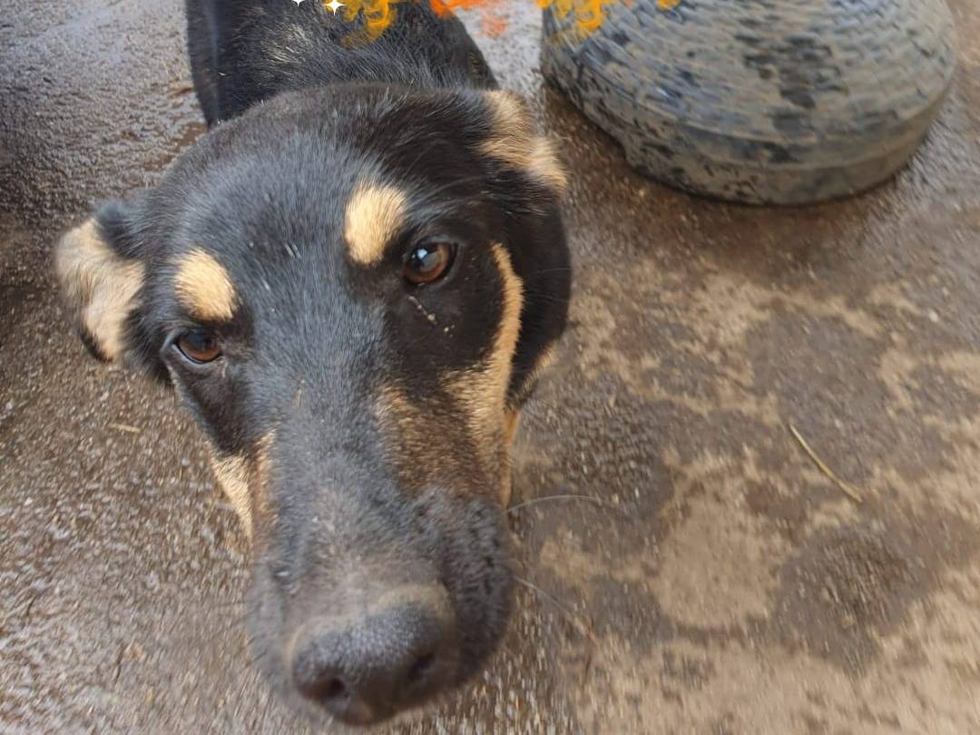 Adotta un cane, taglia media, femmina, Crotone