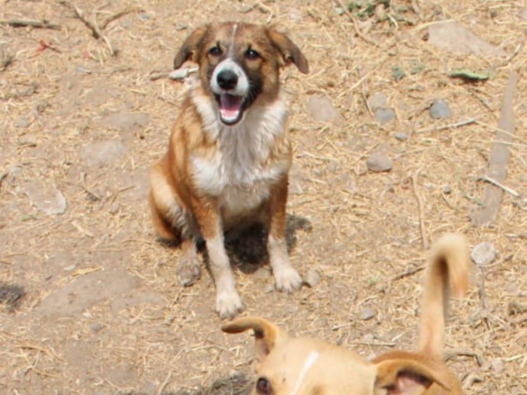 Vuoi adottare un cane a Crotone?