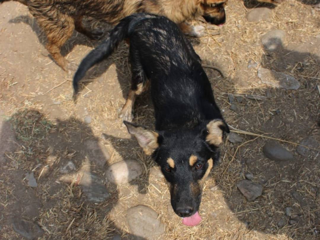 Vuoi adottare un cane a Crotone?