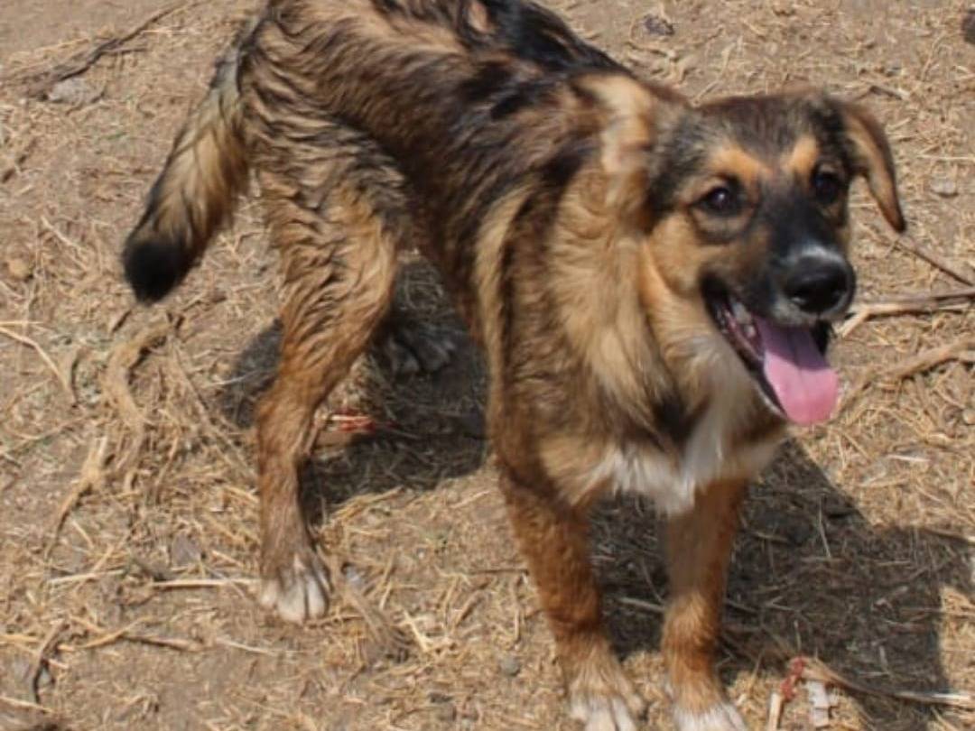 Adozione cane, femmina, Razza sconosciuta Razza sconosciuta, 6 mesi, taglia media, Crotone