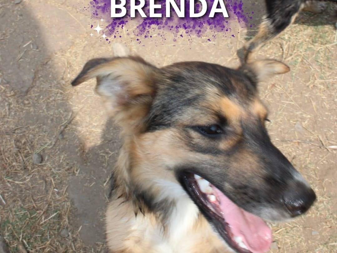 Adotta un cane, femmina, 6 mesi, Crotone