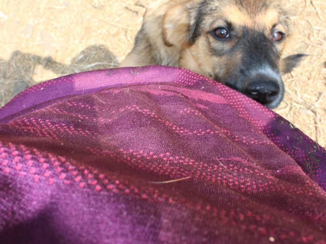 Adotta un cane, taglia media, femmina, Crotone