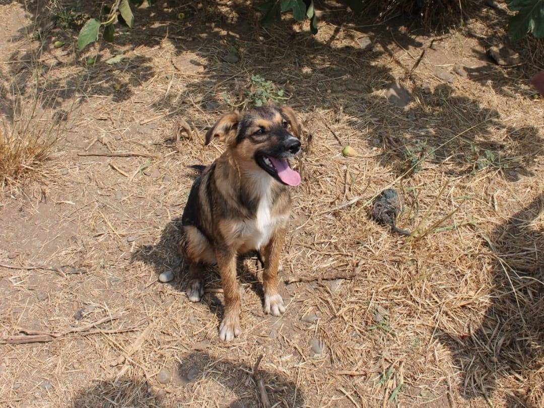 Vuoi adottare un cane a Crotone?
