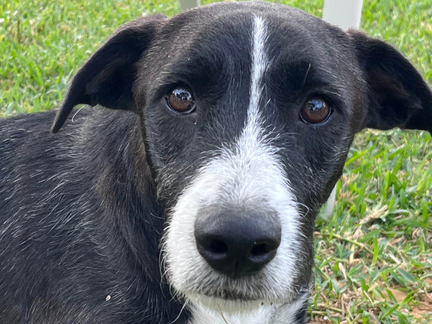 Adotta un cane, femmina, 11 mesi, Torino