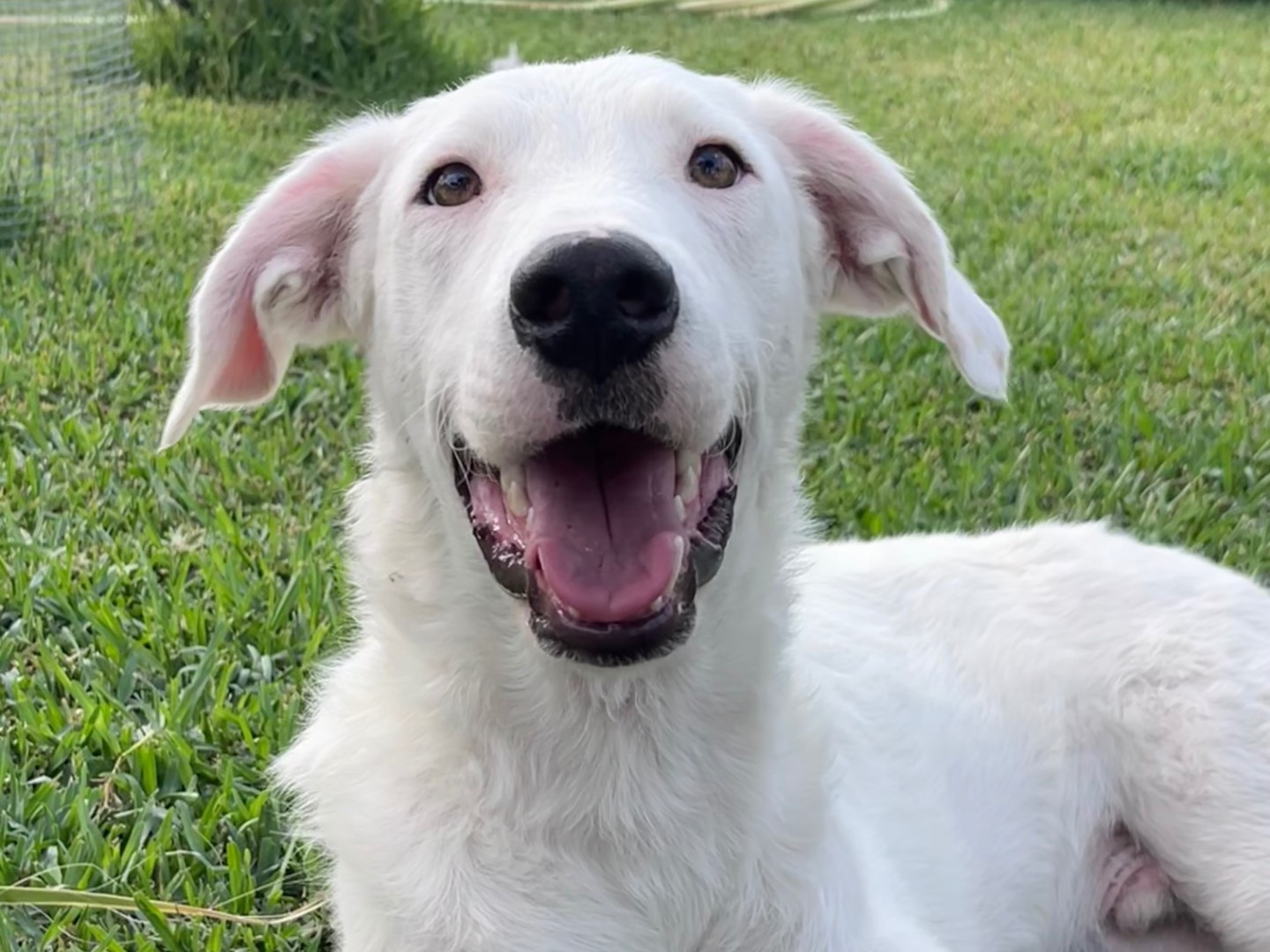 Adotta un cane, taglia media, maschio, Milano