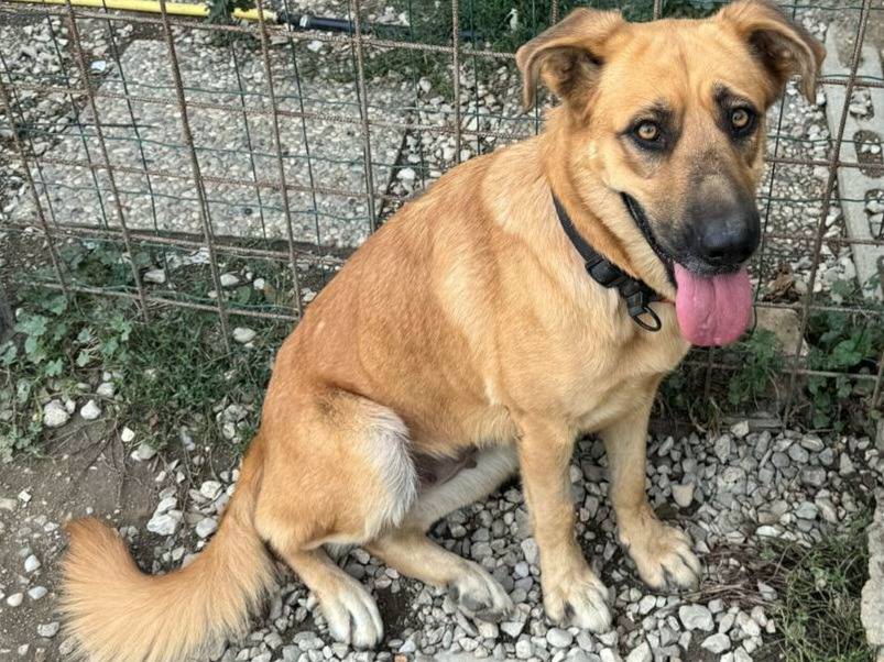 Adozione cane, femmina, Razza sconosciuta Razza sconosciuta, 2 anni e 3 mesi, taglia media, Teramo