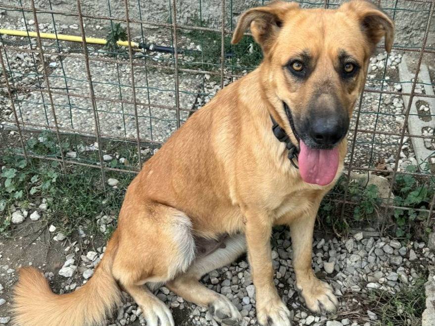 Adotta un cane, femmina, 2 anni e 3 mesi, Teramo