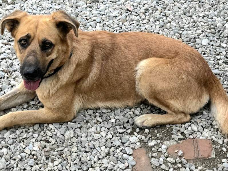 Adotta un cane, taglia media, femmina, Teramo