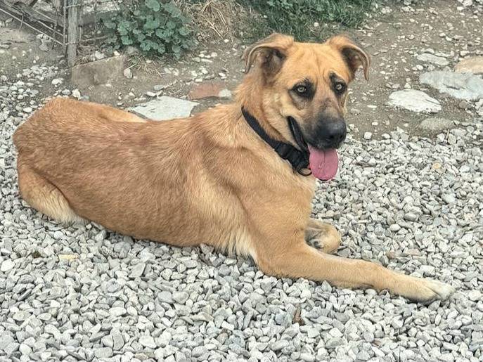 Vuoi adottare un cane a Teramo?
